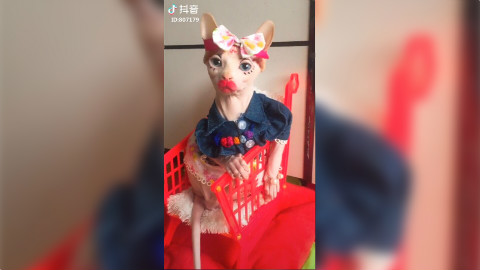 【抖音热门排行榜之动物篇02】还是忍不住想笑,哈哈哈...Vol.09